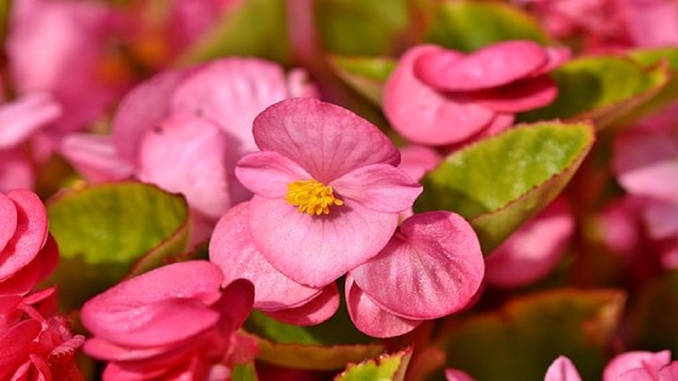 Types of Garden Plants