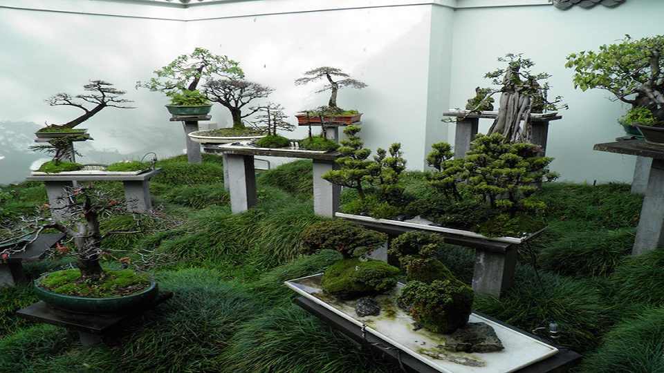What is a Bonsai Gardening?