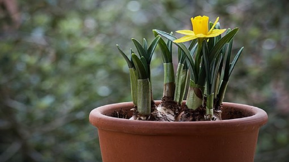 Types of Garden Bulbs for Home Garden