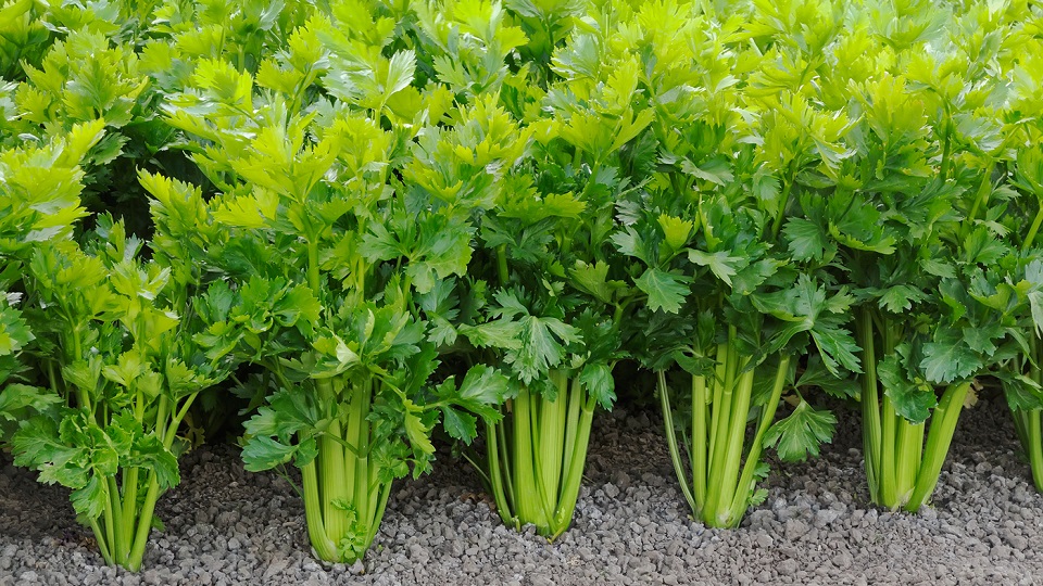 Growing Practices for Celery Plants