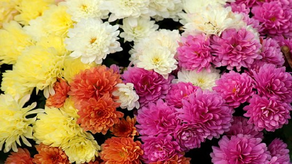 Uses of Chrysanthemum Flowers