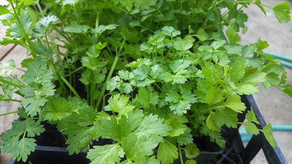 Container Gardening of Cilantro
