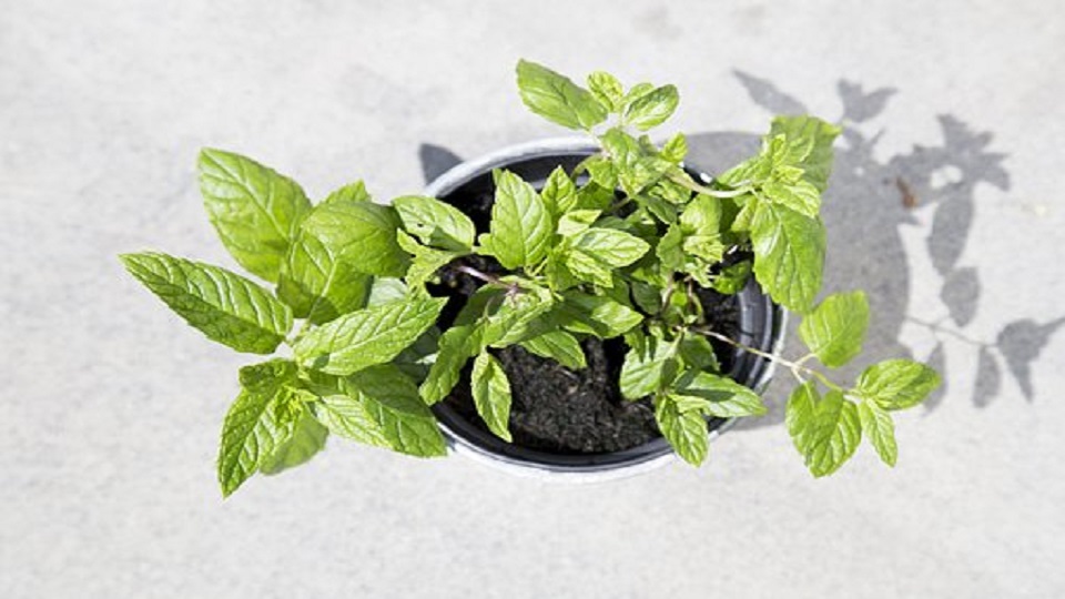 Container Gardening of Mint Herb