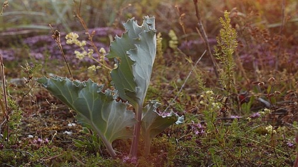 How to Grow Seakale Plants?