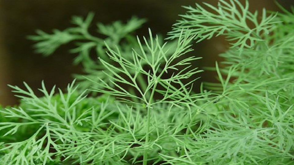 Health Benefits of Dill Herb