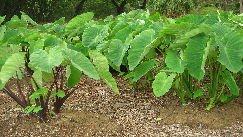 Growing Taro or Colocasia