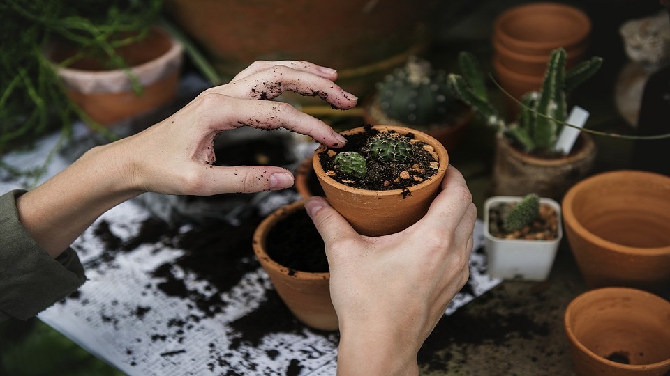 Gardening: Meaning and Importance