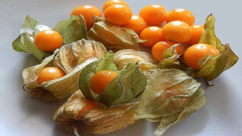 Growing Practices for Tomatillo Plant
