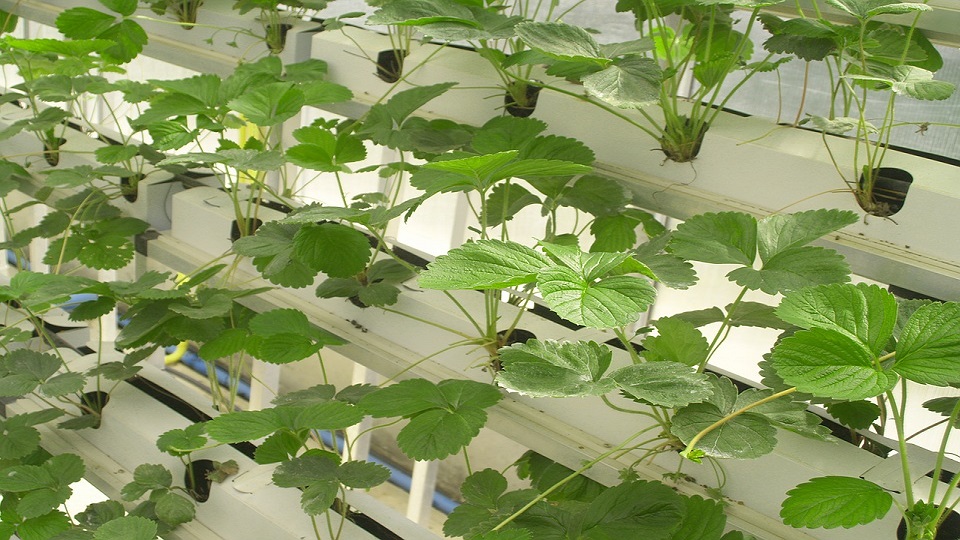 Hydroponic Gardening of Bulb Vegetables