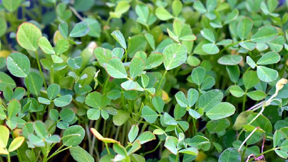 Health Benefits of Fenugreek Greens