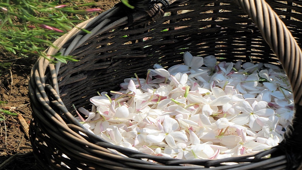 Major Products and Uses of Jasmine Flowers