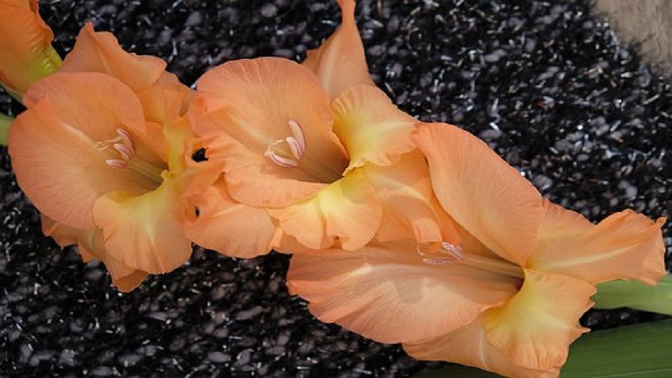 Major Uses of Gladiolus Flower
