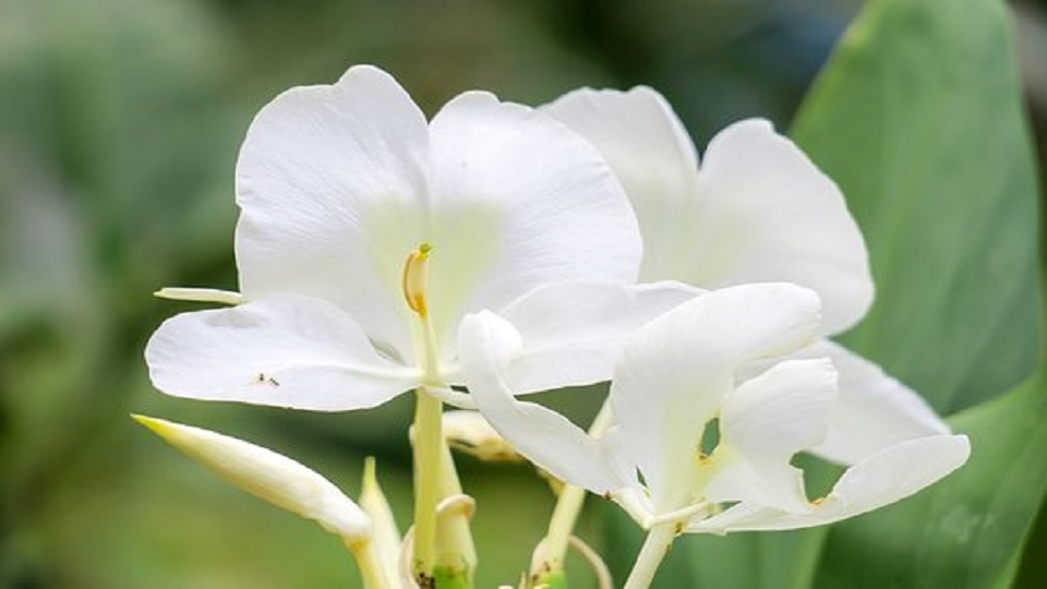 Popular Plants from Ginger Family