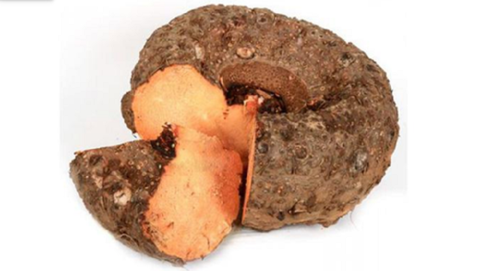 Amorphophallus, the Elephant Foot Yam