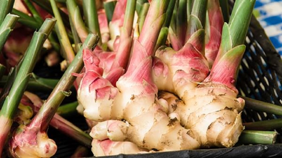 Container Gardening of Ginger and Turmeric