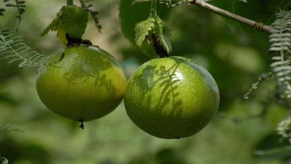 Growing Passion Fruit