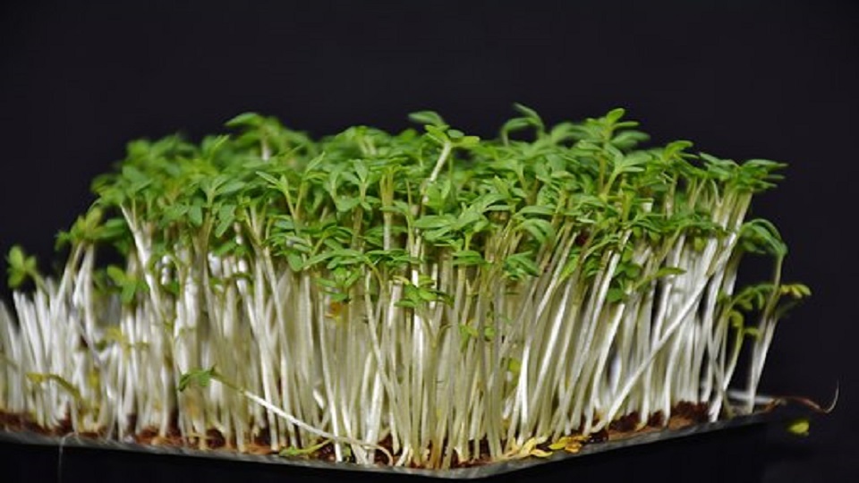 Health Benefits of Garden Cress