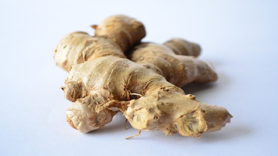 Organic Growing of Ginger and Turmeric