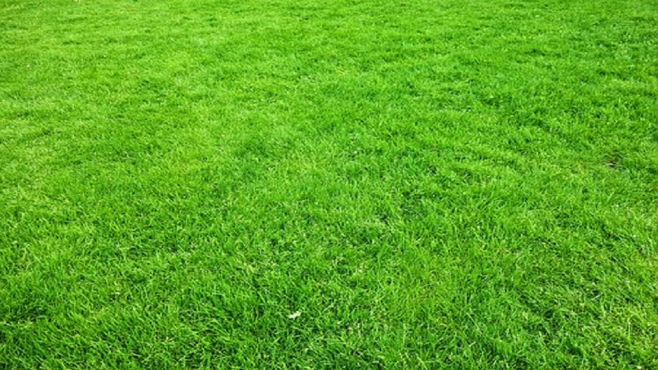 Lawn for a Home Garden