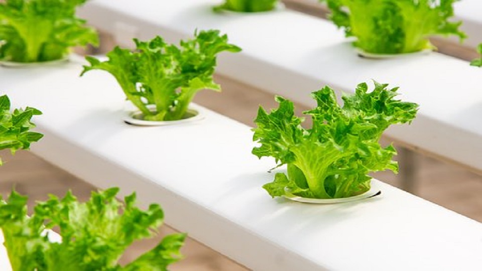 Growing Media for Hydroponics