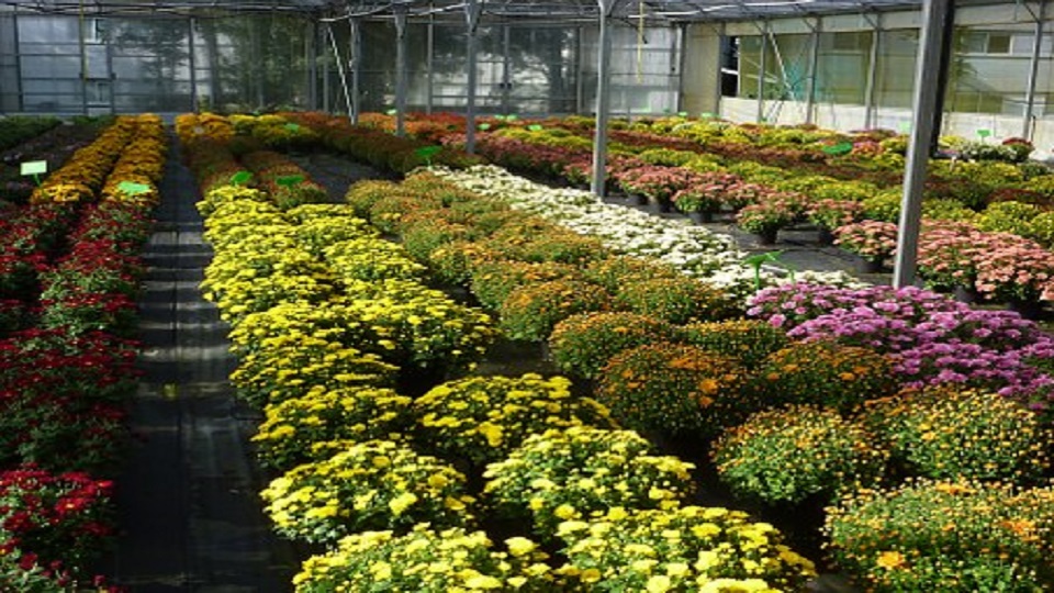 Greenhouse Cultivation of Chrysanthemum Flowers