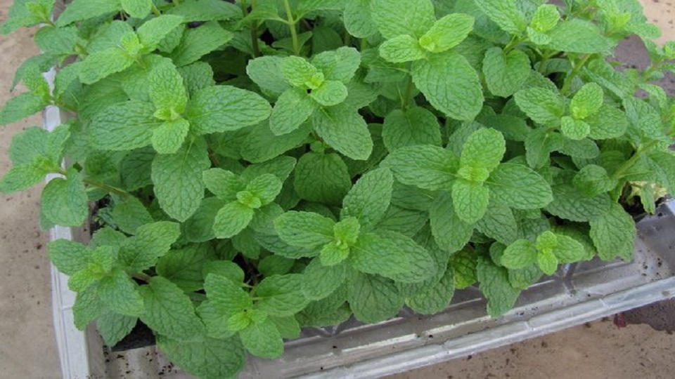 Hydroponics of Mint Herbs