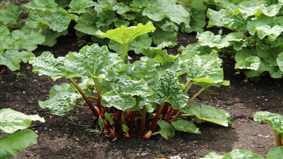 Growing Practices for Rhubarb