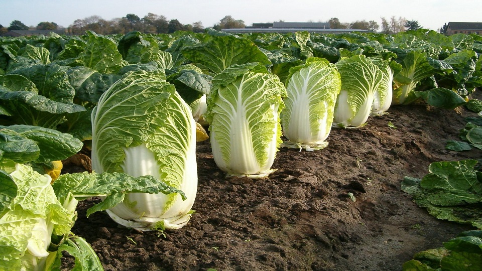 Types of Chinese Cabbages: Pak Choi and Napa Cabbages