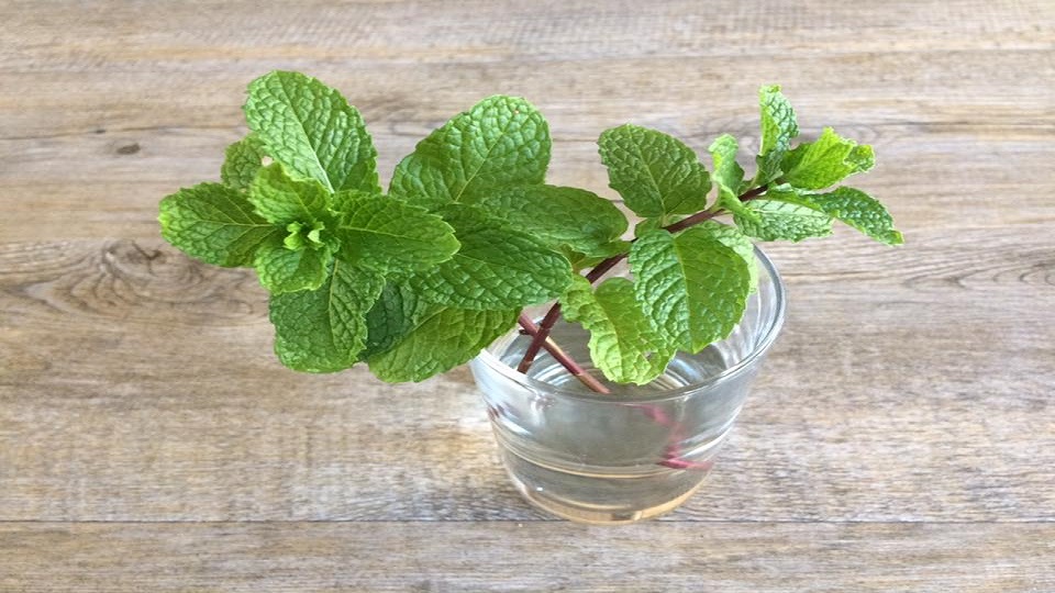 Growing Japanese Mint