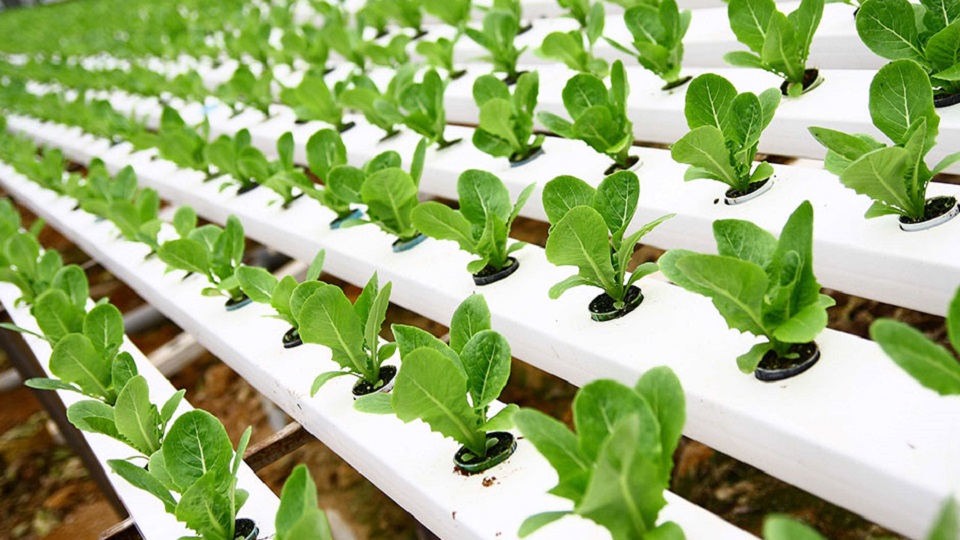 Hydroponic Gardening of Leafy Vegetables