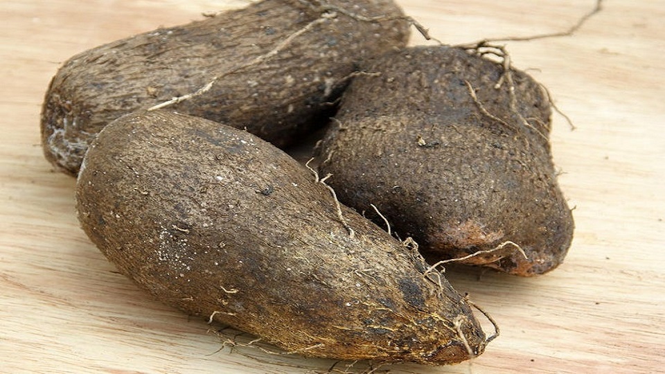 Growing Yams