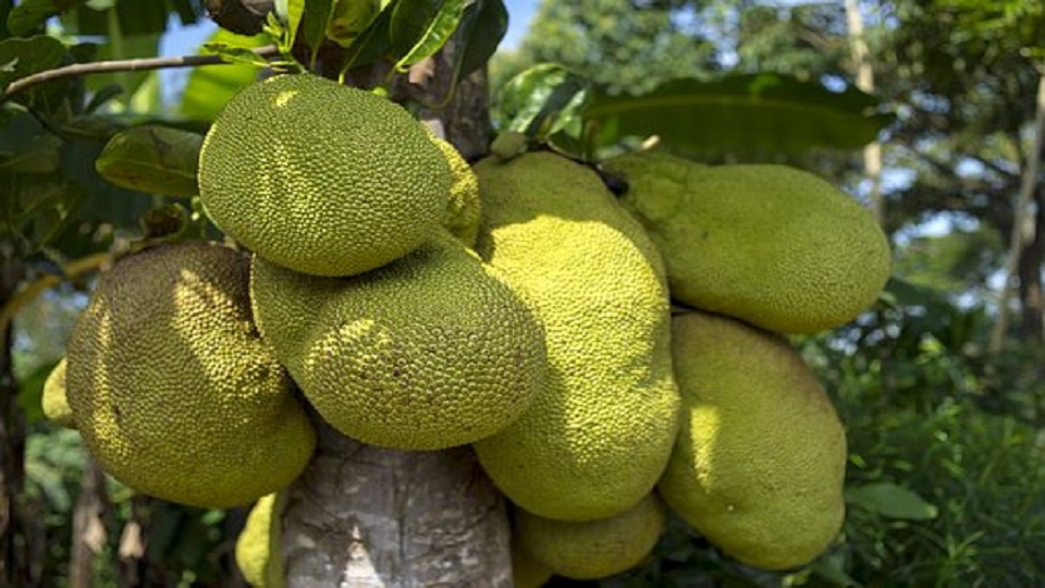 Growing Jackfruit