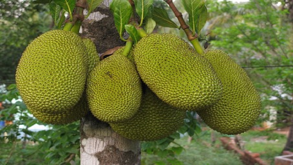 Food Uses of Jackfruit