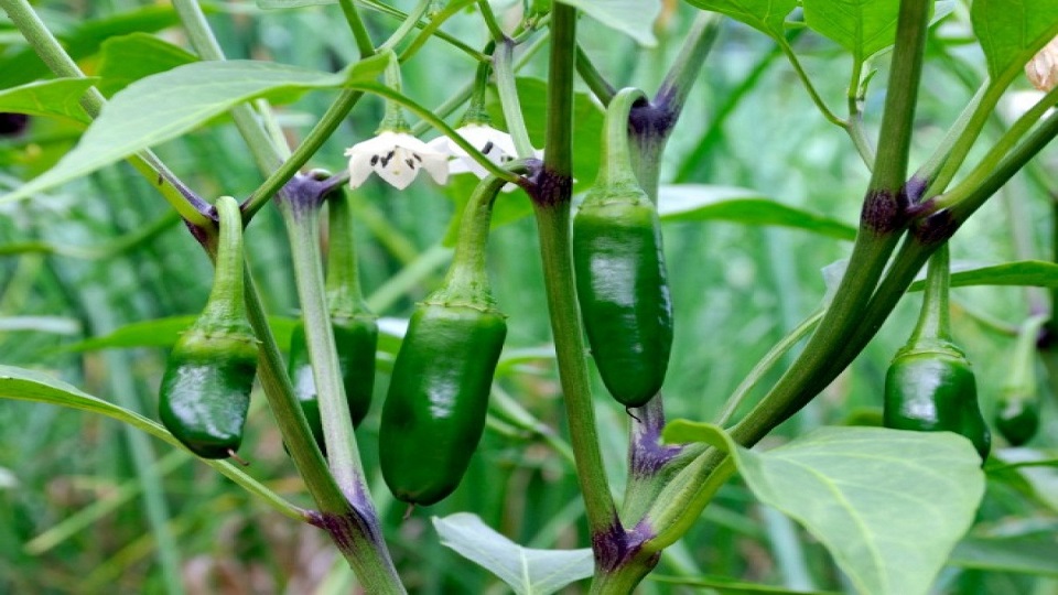 Growing Jalapeno Pepper Plants