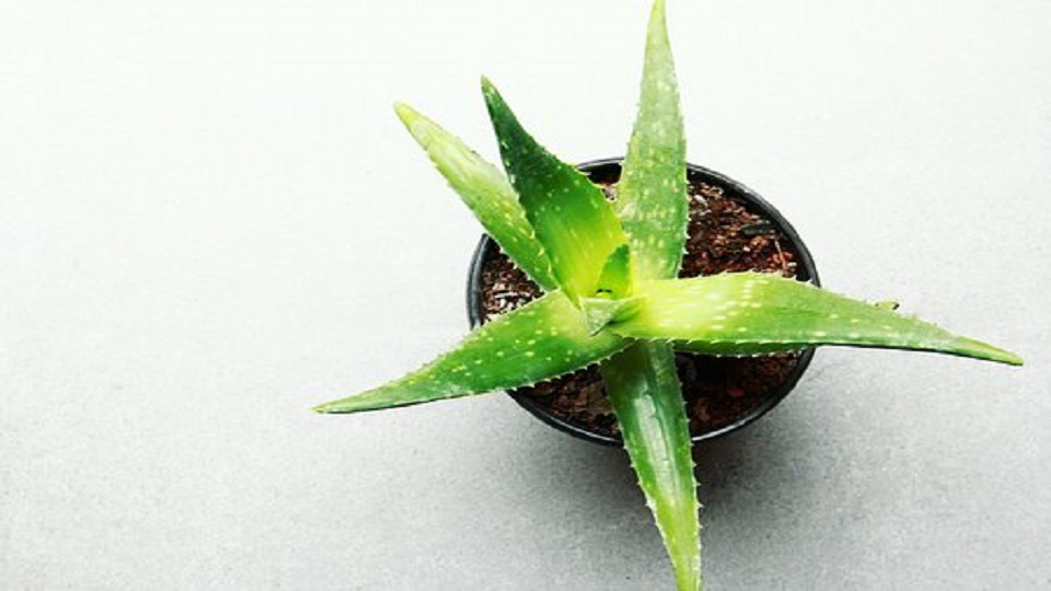 Growing Medicinal Plants in Home Garden