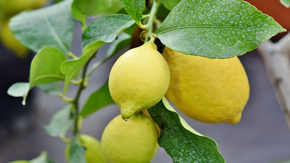 Growing Lemons