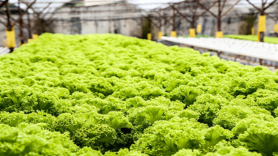 Hydroponics of Spinach Herbs