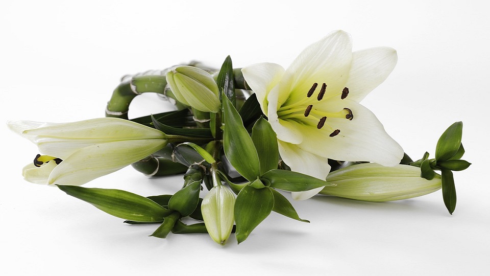How to Grow Lily Flowers