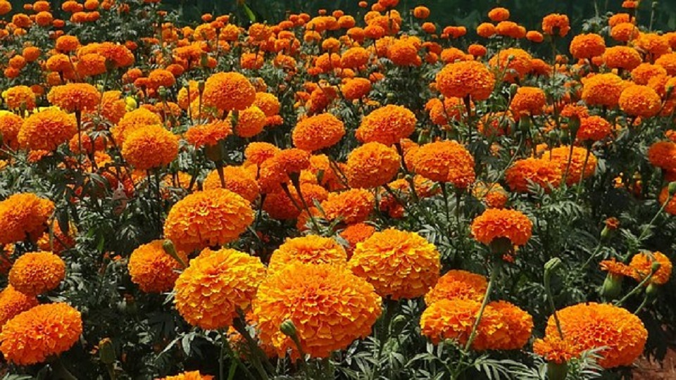 Uses of Marigold Flowers