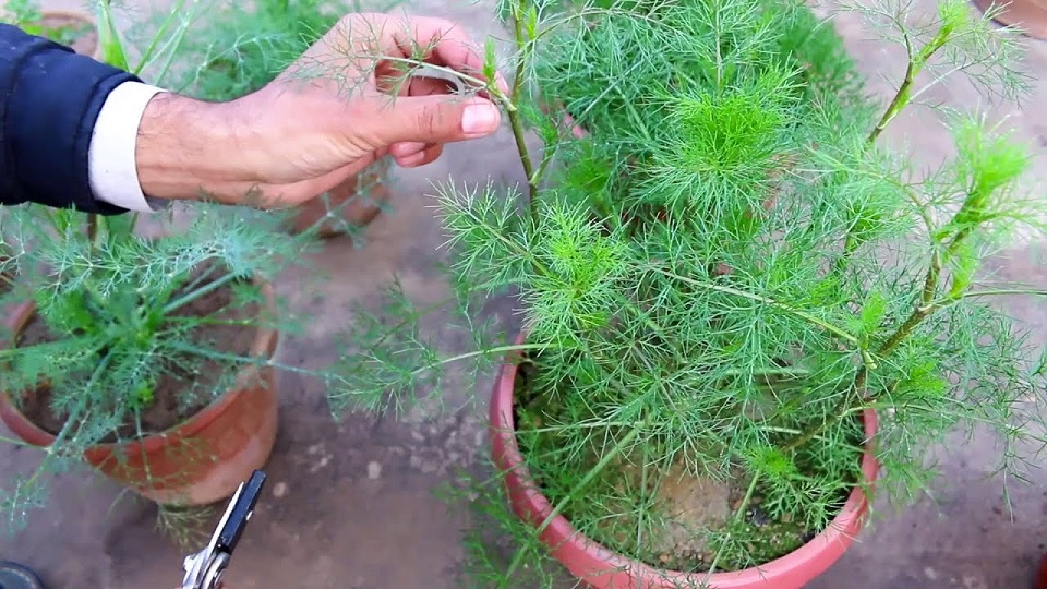 Growing Dill Herb