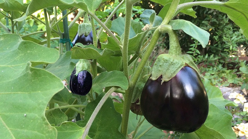 Growing Brinjals