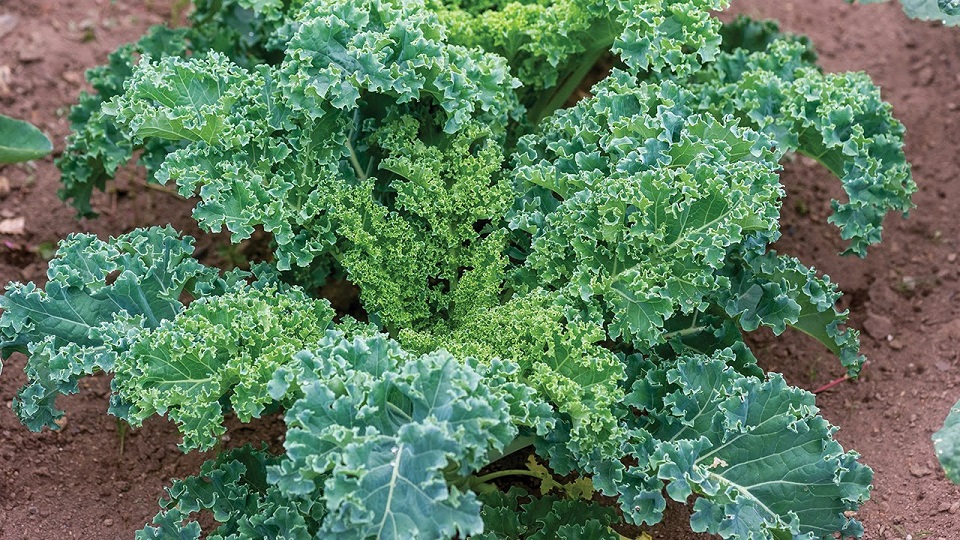 Growing Practices for Kale