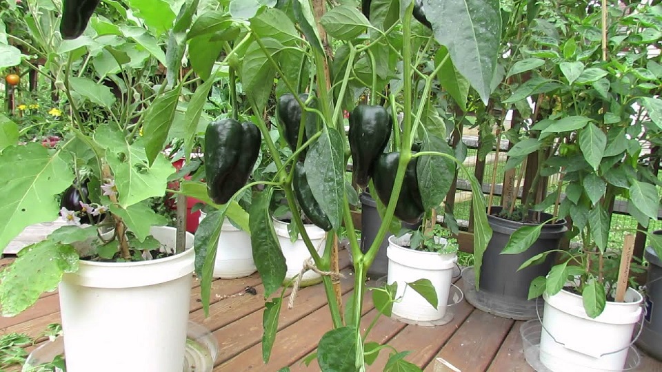 Container Gardening of Jalapenos