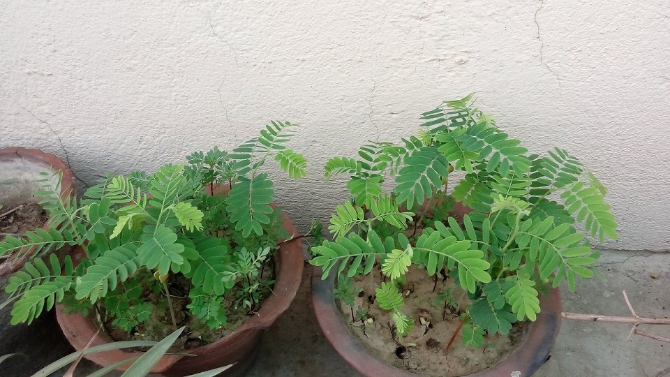 Growing Practices for Tamarind Plant