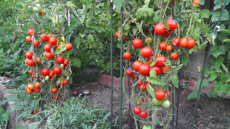 Growing Practices for Tomatoes