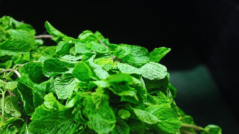 Organic Growing Practices for Mint