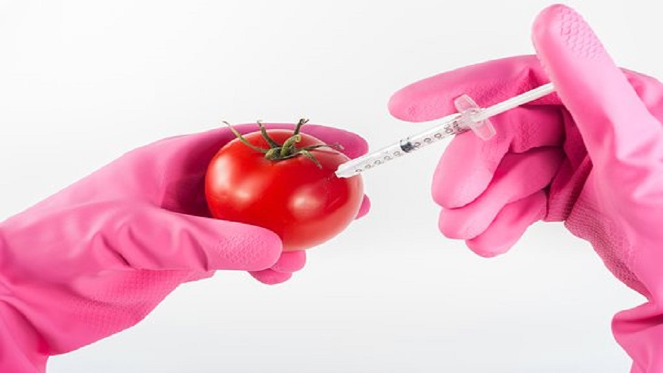 Genetically Modified Crops and Their Significance