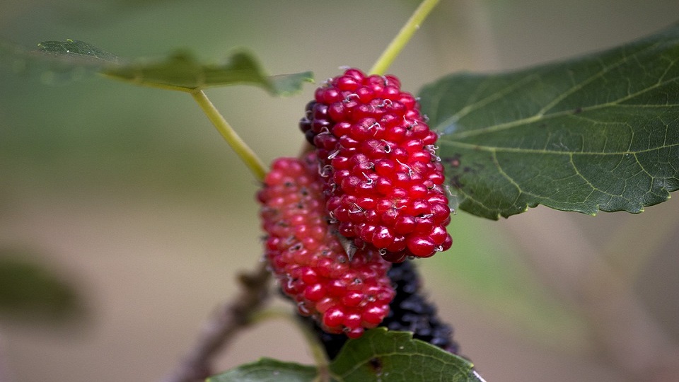 Growing Mulberry Fruit