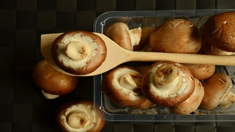 Growing Mushrooms in Six Steps