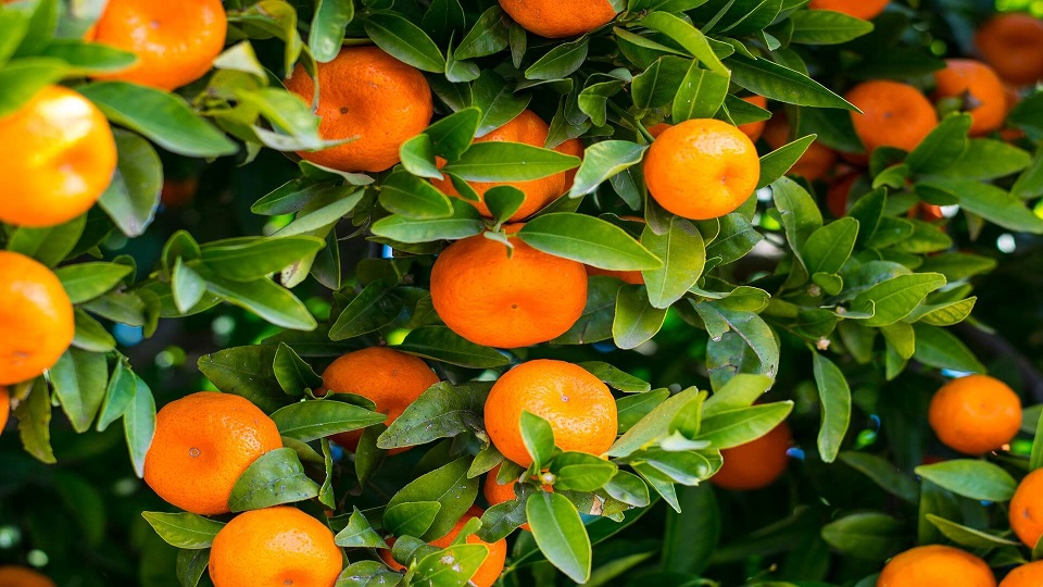 Growing Oranges